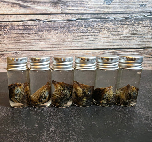 Quail Head Wet Specimen Vial