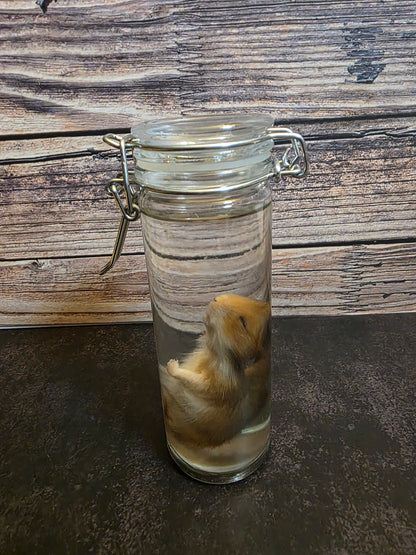 Hamster Wet Specimen (Sm) #1