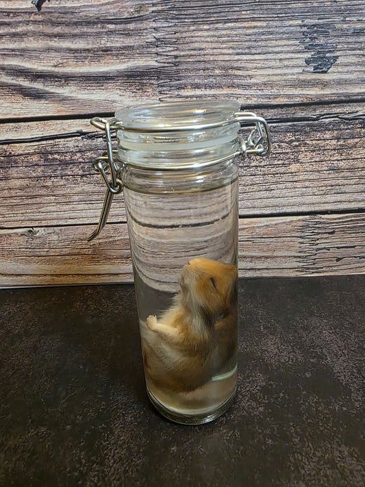 Hamster Wet Specimen (Sm) #1