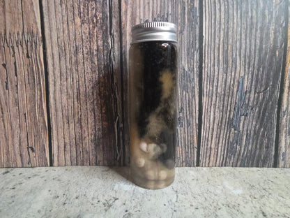 Brindle Tabby Cat Paw Wet Specimen