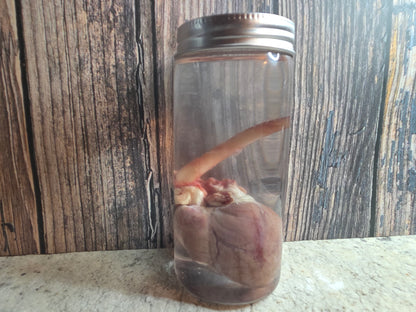 Red Fox Heart Wet Specimen