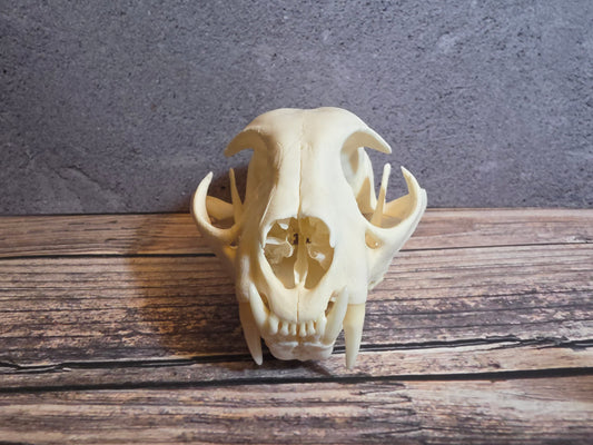 Bobcat Skull