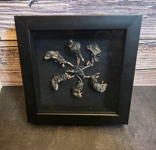Rat King V Gaff Shadowbox Frame