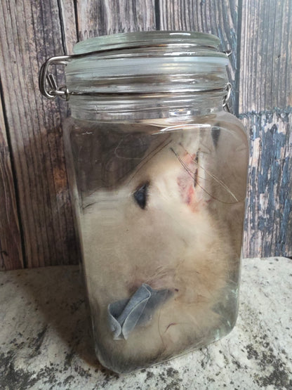 Virginia Opossum Head Wet Specimen (#3)