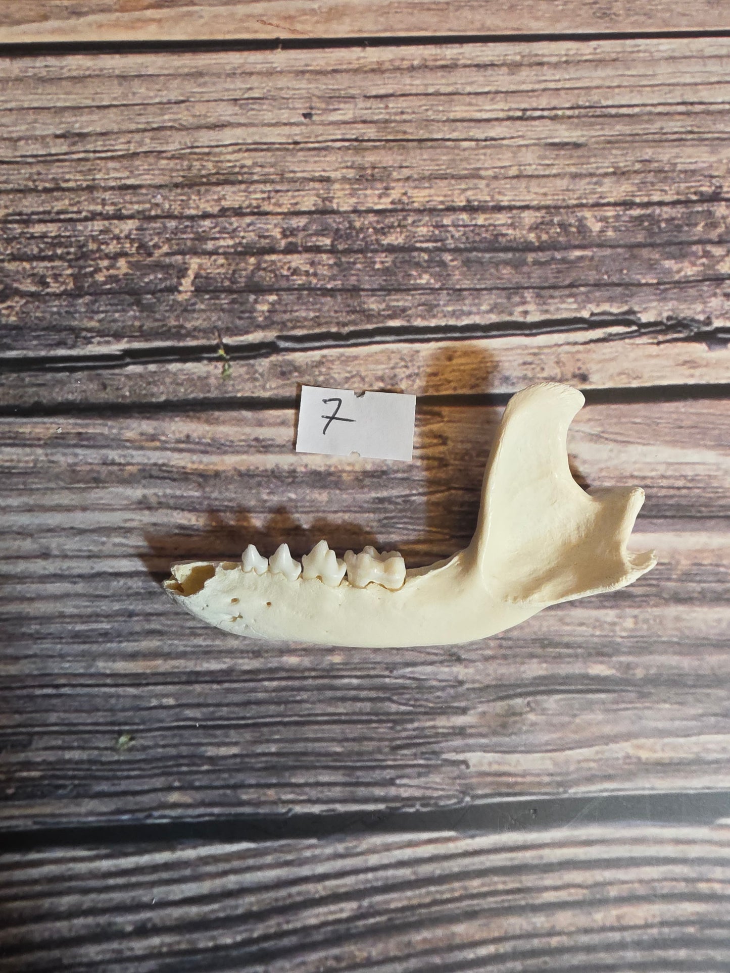 Craft Grade Raccoon Jawbone