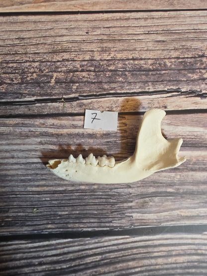 Craft Grade Raccoon Jawbone
