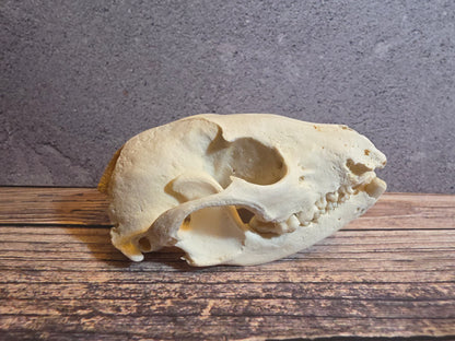Geriatric Raccoon Skull w/ Dental Pathology