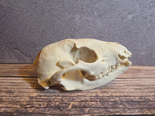 Geriatric Raccoon Skull w/ Dental Pathology