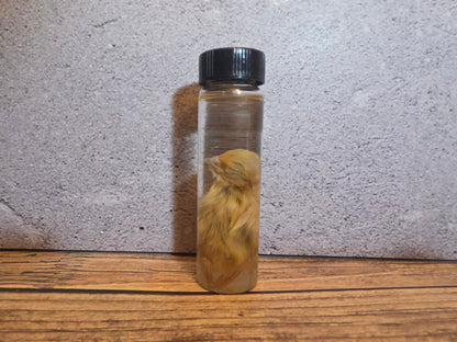 Blonde Quail Chick Wet Specimen Vial