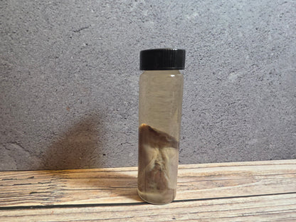 Grey Tortiseshell Cat Tongue Wet Specimen