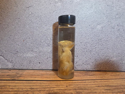 Blonde Quail Chick Wet Specimen Vial