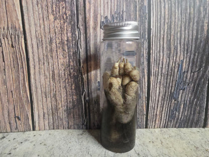 Virginia Opossum Back Paw Wet Specimen