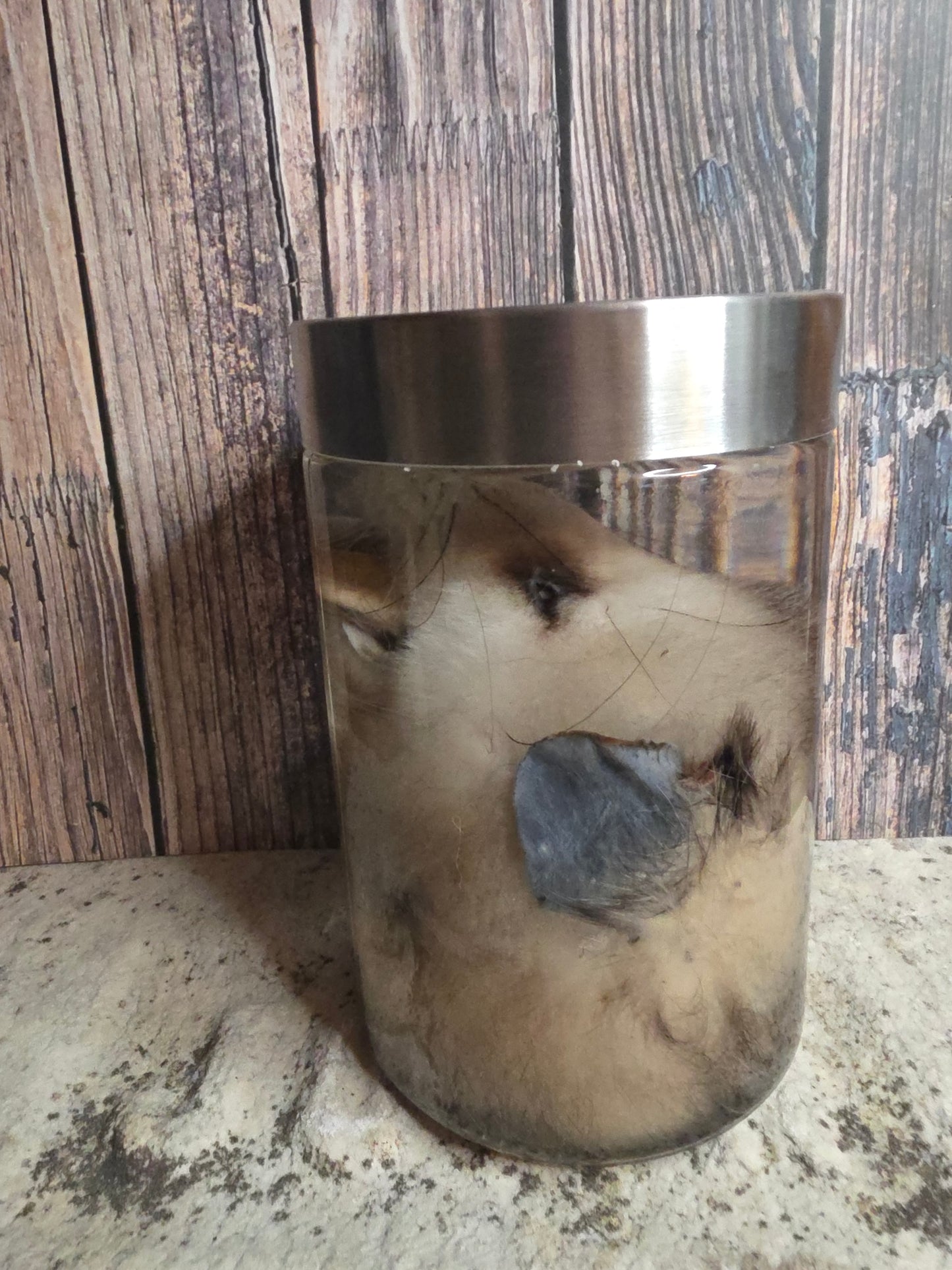 Virginia Opossum Head Wet Specimen (#4)