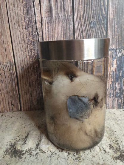 Virginia Opossum Head Wet Specimen (#4)