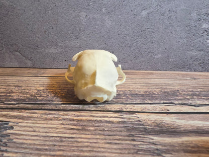 Domestic Cat Skull (Upper Half)