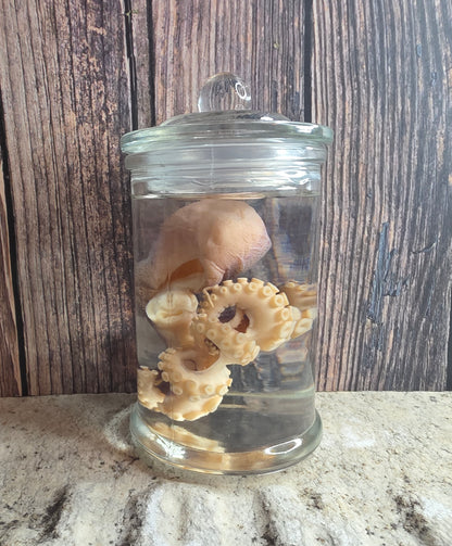 Octopus Wet Specimen (Pathological)