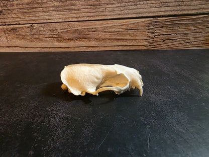 Craft Grade Mink Skull (Upper)