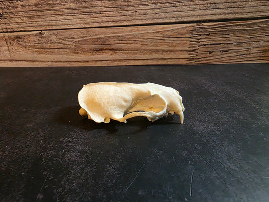 Craft Grade Mink Skull (Upper)