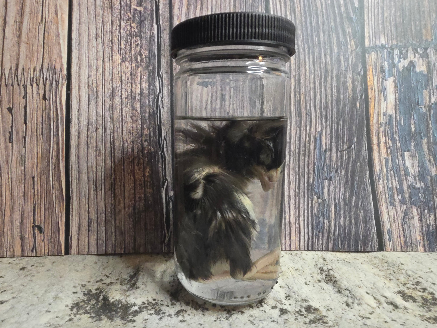 Black Domestic Chick Wet Specimen (#2)
