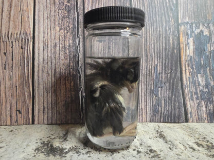 Black Domestic Chick Wet Specimen (#2)