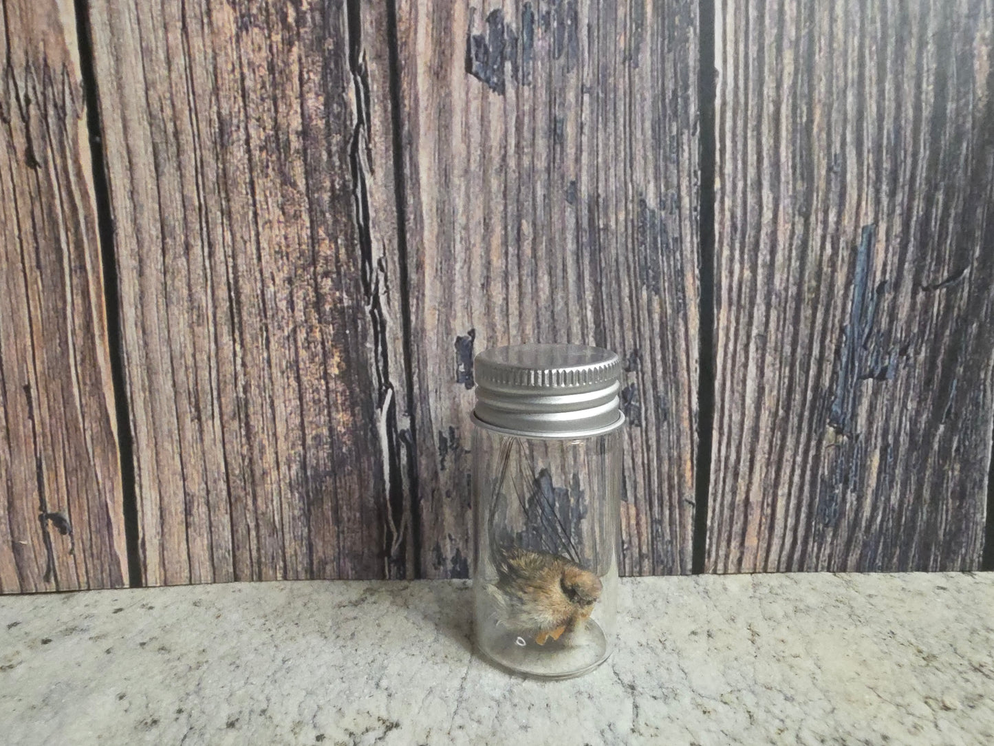 Dry Preserved Squirrel Nose Curio Vial