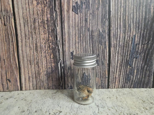 Dry Preserved Squirrel Nose Curio Vial