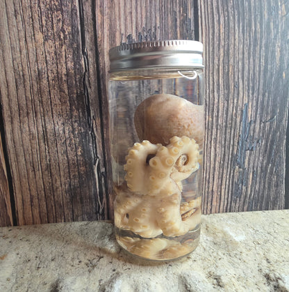 Octopus Wet Specimen (Pathological, Silver Lid Sm)
