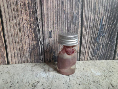 Imperfect Domestic Cat Heart Wet Specimen