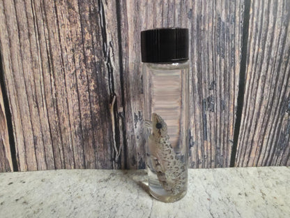 Gecko Wet Specimen (#2)