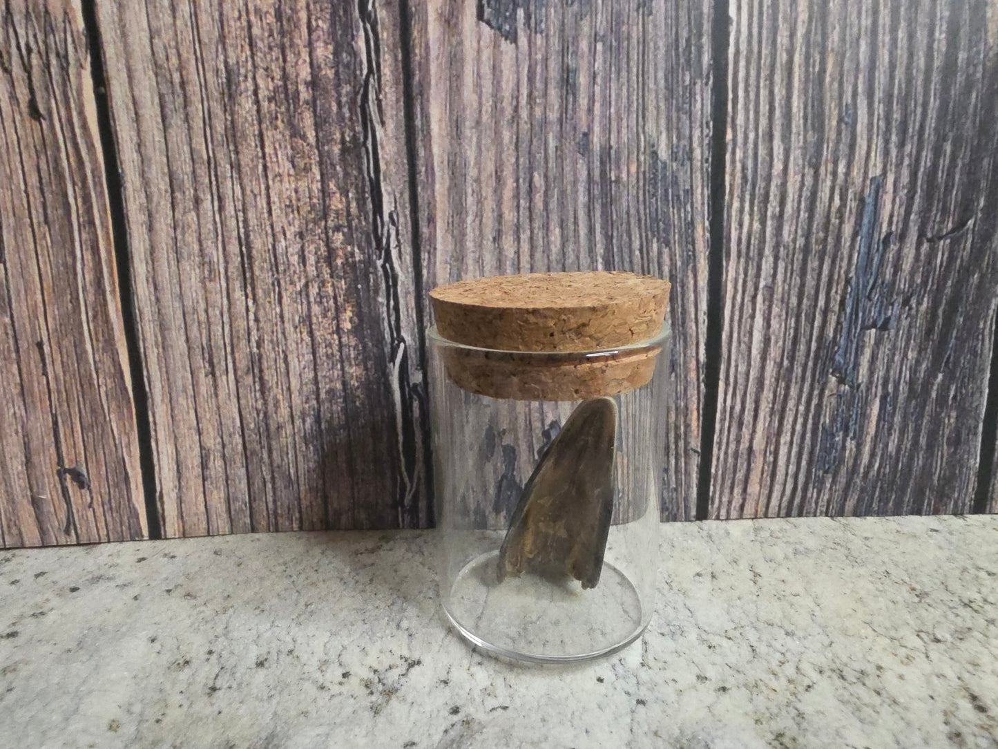 Dry Preserved Partial Turkey Beak Curio Vial (Cork Top)