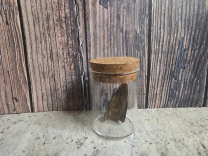 Dry Preserved Partial Turkey Beak Curio Vial (Cork Top)