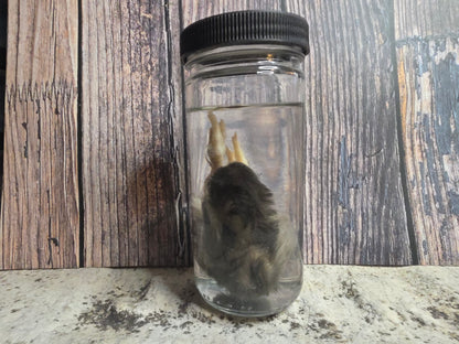 Black Domestic Chick Wet Specimen (#1)