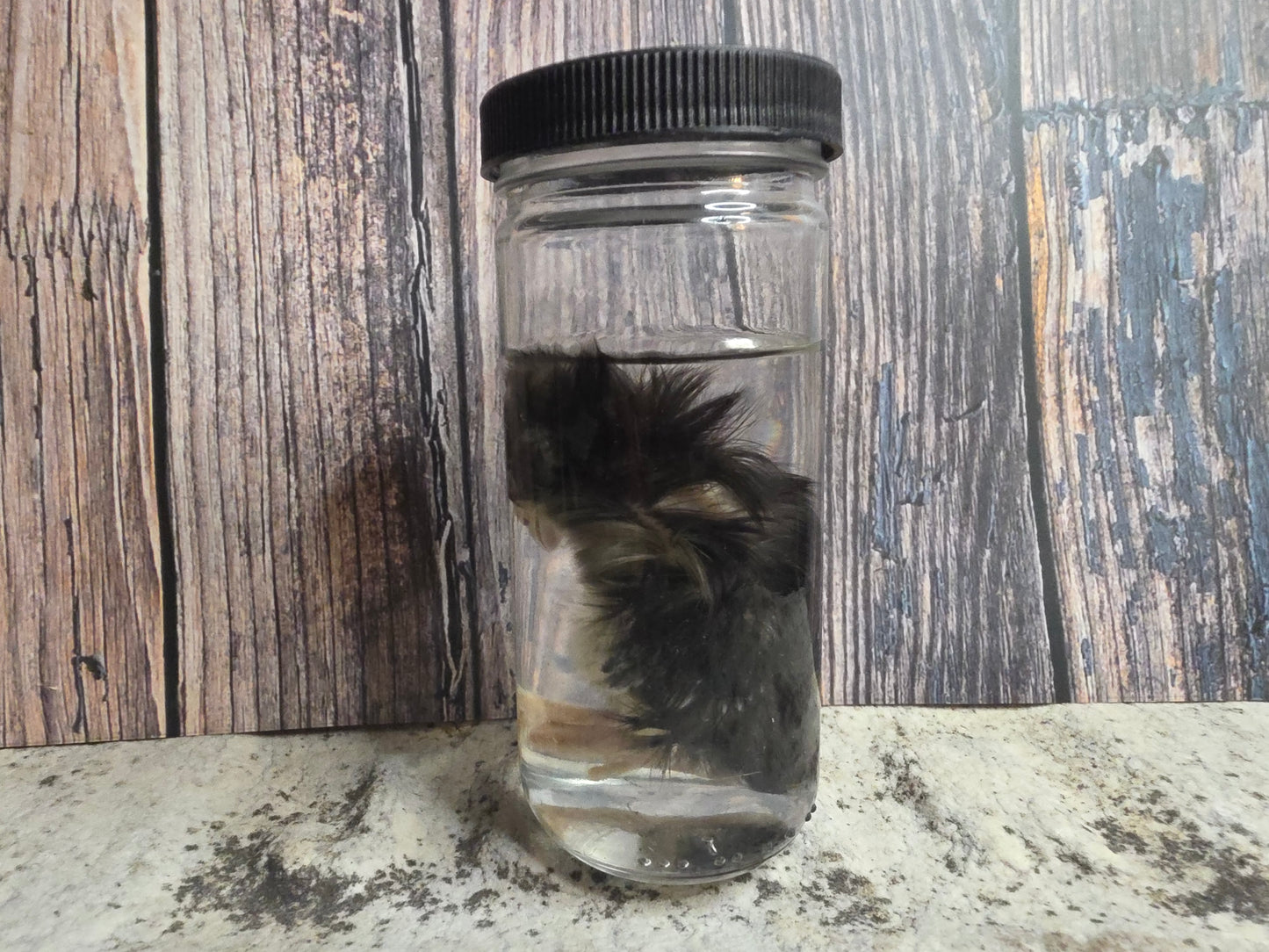 Black Domestic Chick Wet Specimen (#2)