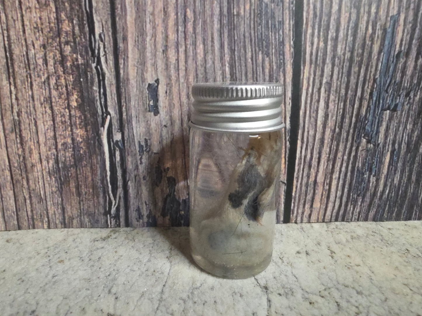 Virginia Opossum Testicles Wet Specimen (#4)