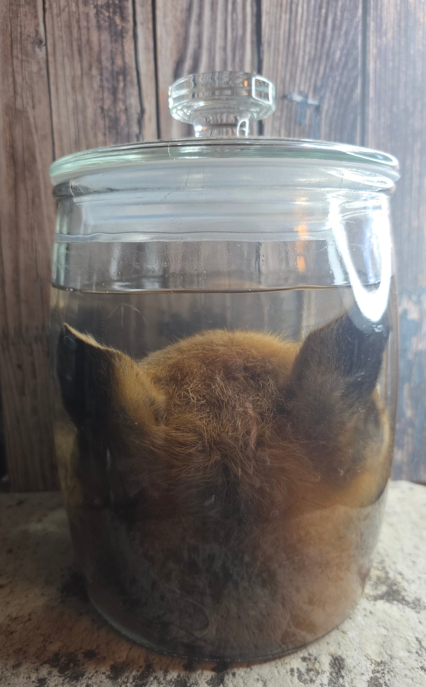Red Fox Head & Tail Wet Specimen
