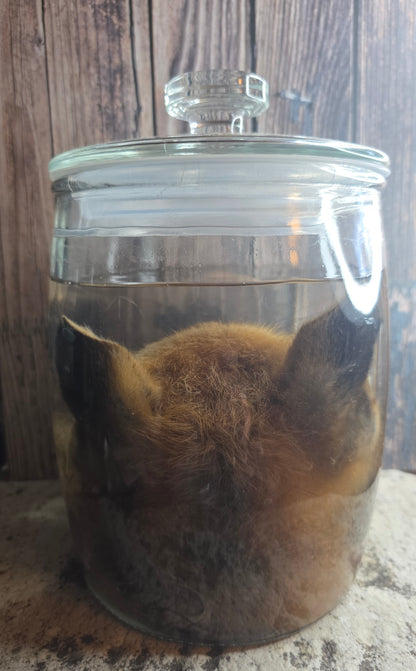 Red Fox Head & Tail Wet Specimen