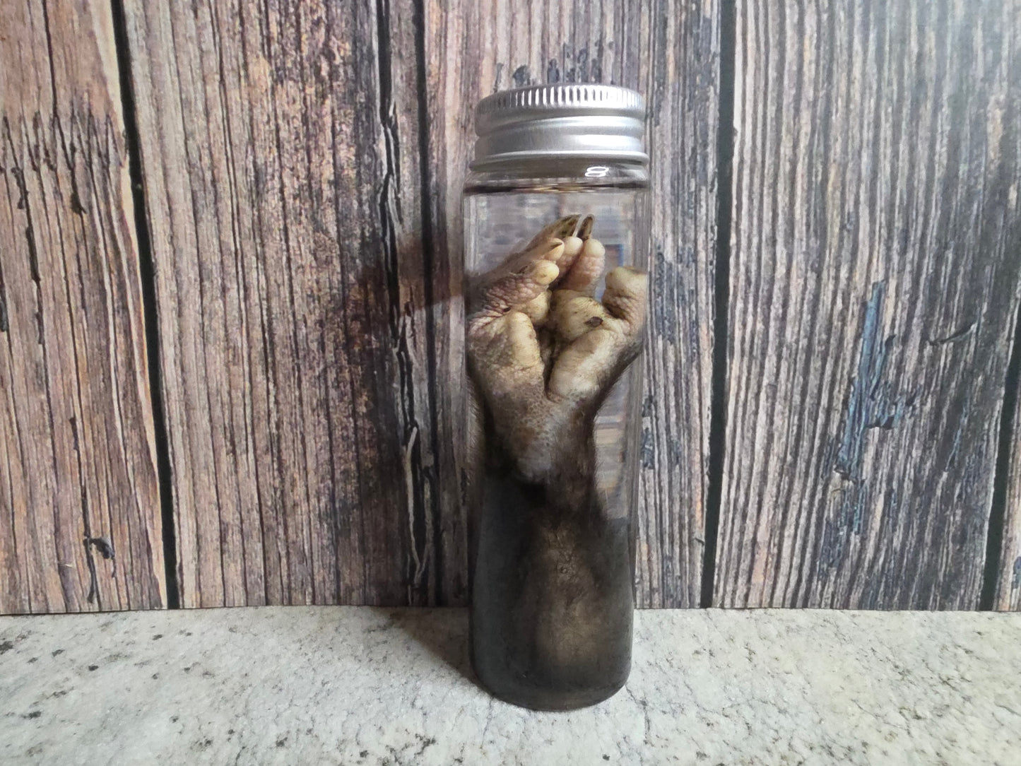 Virginia Opossum Back Paw Wet Specimen