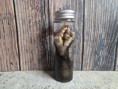 Virginia Opossum Back Paw Wet Specimen