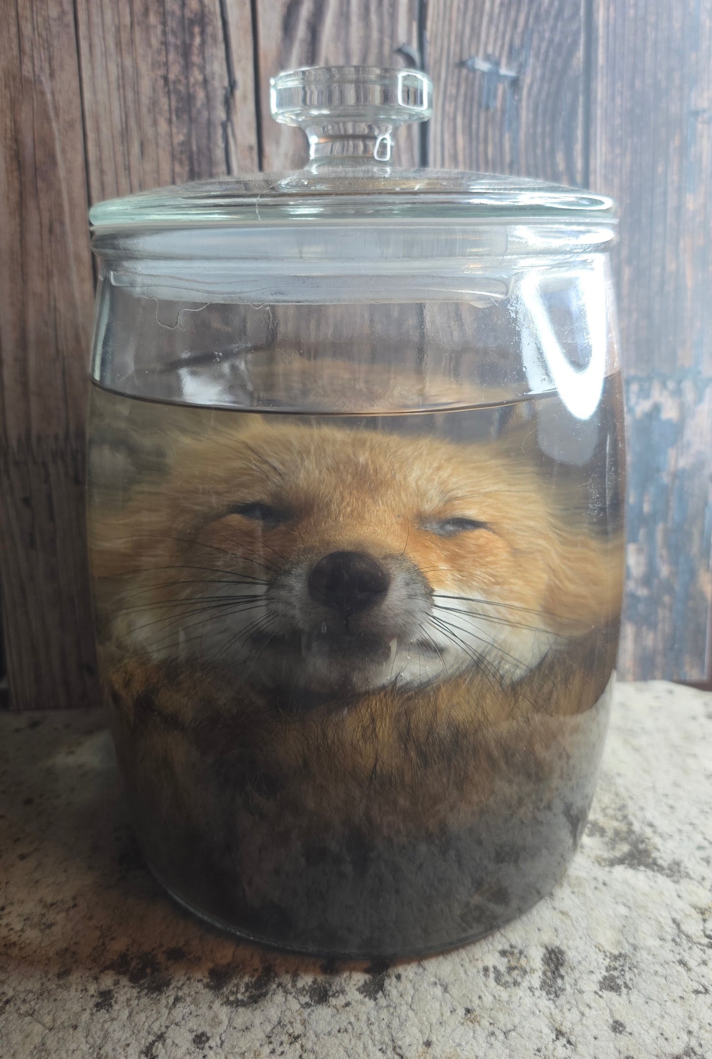 Red Fox Head & Tail Wet Specimen