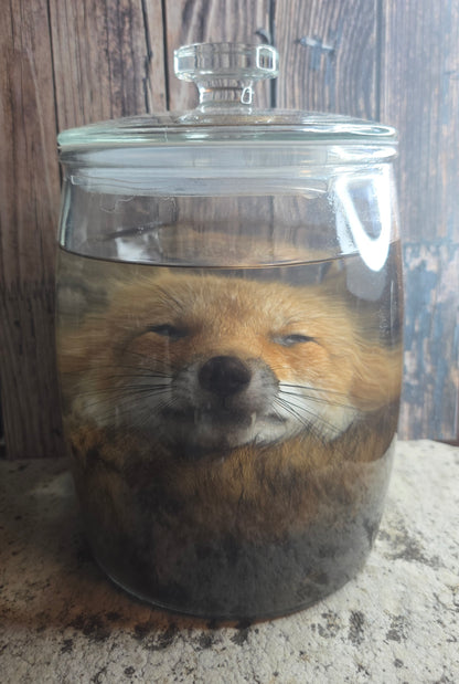Red Fox Head & Tail Wet Specimen
