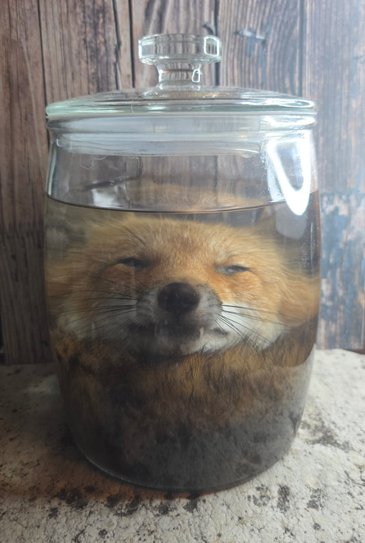 Red Fox Head & Tail Wet Specimen