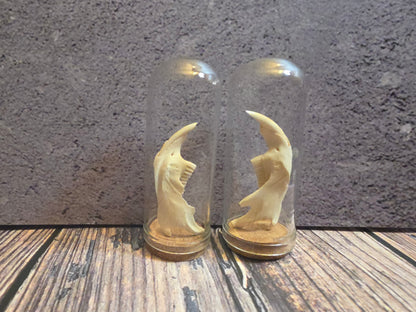 Muskrat Jawbone Curio Dome