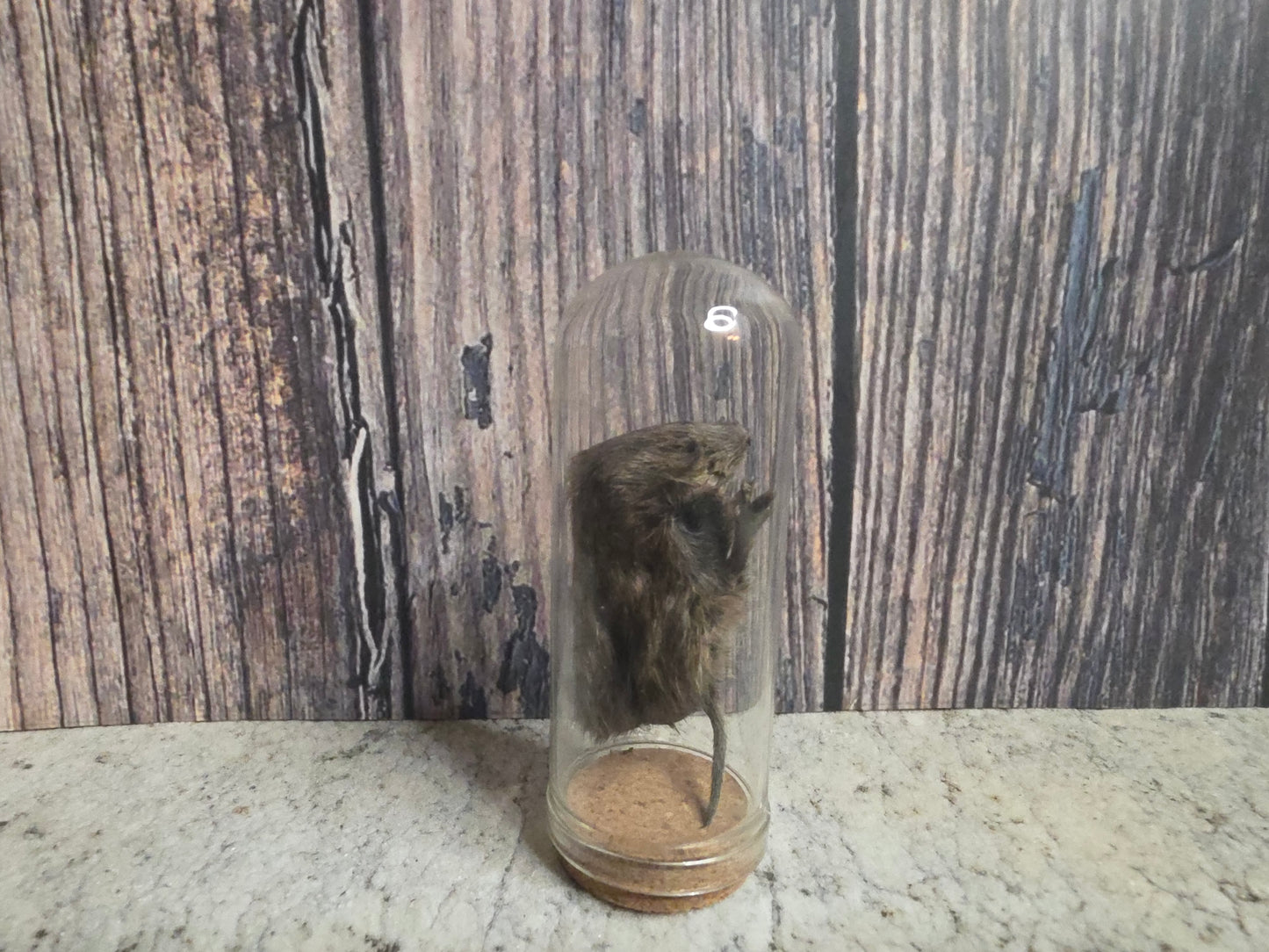 Dry Preserved Field Mouse Dome
