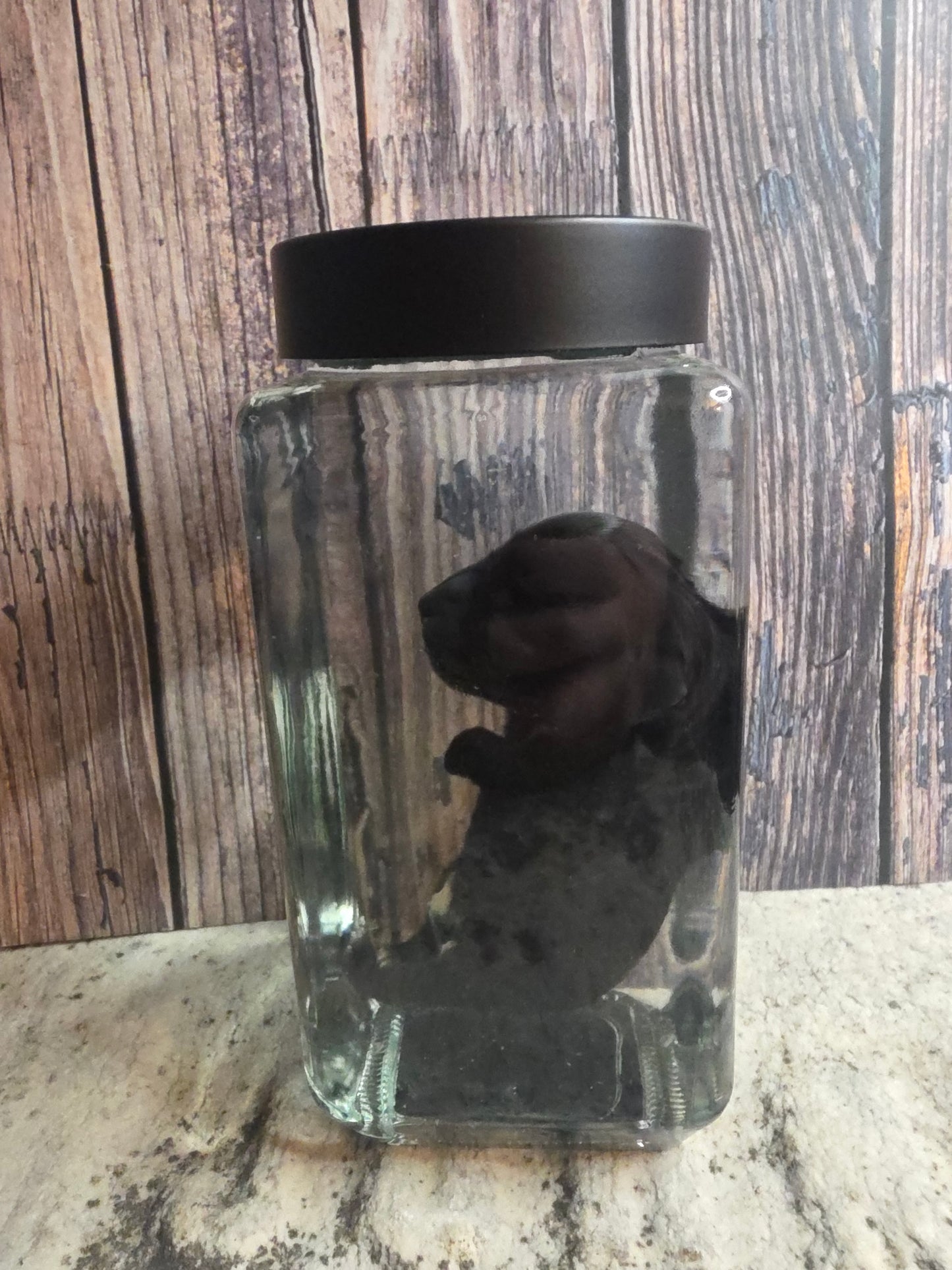Black Chorkie Poo Stillborn Puppy Wet Specimen