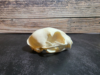 Small Domestic Cat Skull