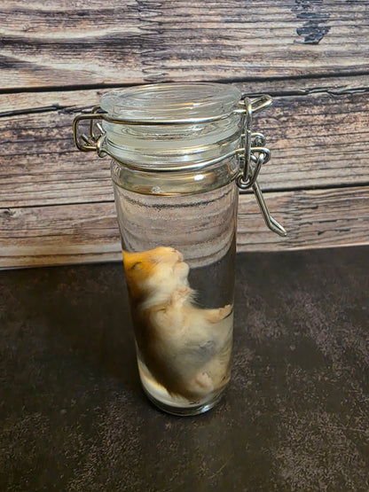 Hamster Wet Specimen (Sm) #1