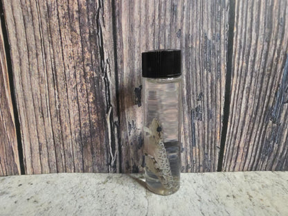 Gecko Wet Specimen (#2)