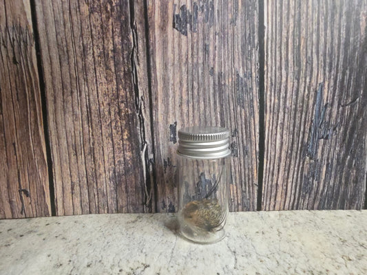 Dry Preserved Squirrel Nose Curio Vial