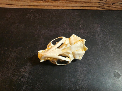 Mink Skull