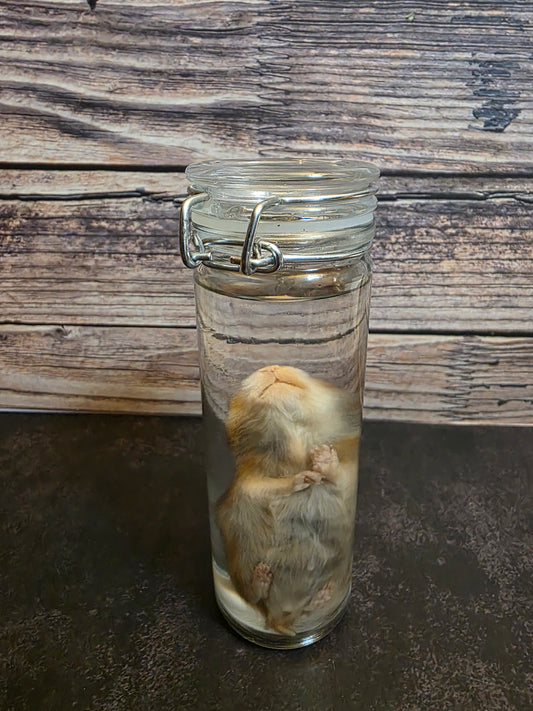 Hamster Wet Specimen (Sm) #2